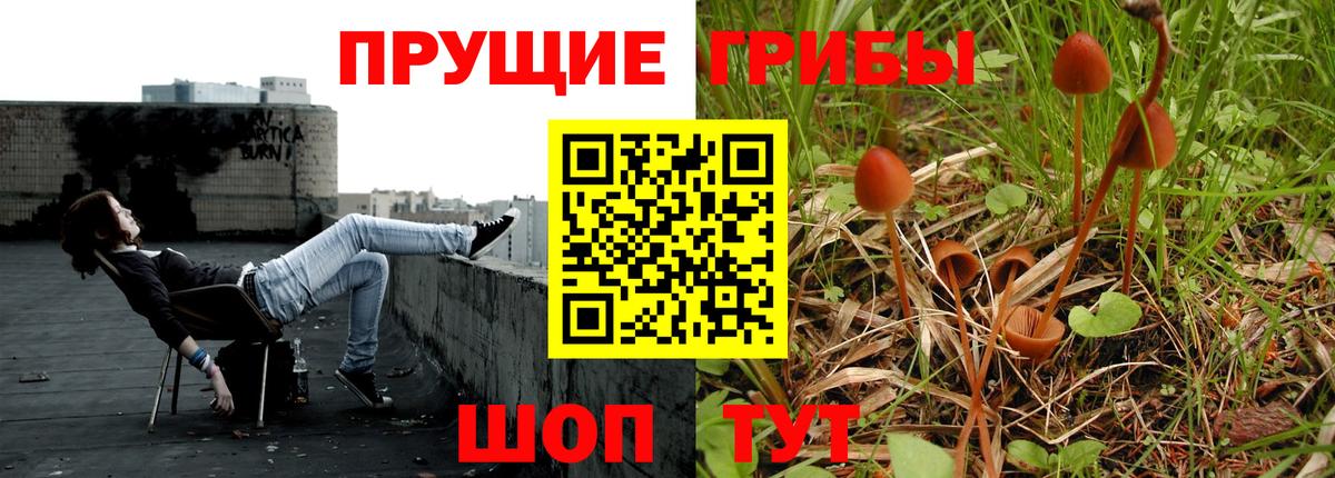 Грозный  Псилоцибиновые грибы GOLDEN TEACHER  Вход с VPN  Псилоцибиновые грибы Psilocybine cubensis 